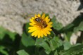 /album/galleria-foto-galleria-fotografica/calendula-3-jpg/